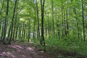 European Beech Landscape Photo Prints: Forest with copper beeches, Soderasen