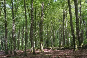 Uninhabited Copper Beech Woods Prints: Forest with copper beeches, Soderasen
