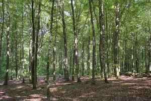 European Beech Landscape Prints: Forest with copper beeches, Soderasen