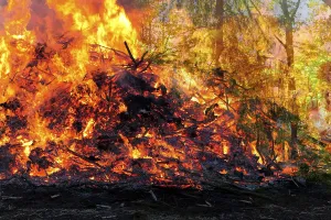 Forest Fire Damage Prints: Forest fire the consequence of global warming