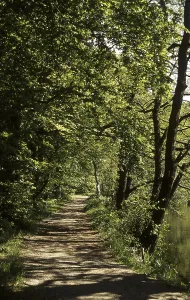 Forest Scenery Photography Prints: Forest path