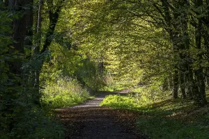 Colourful Autumn Mood Prints: Forest path