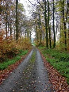 Deserted Woodland Landscape Prints: Forest path