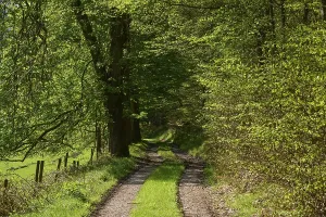 Odenwald Scenery Prints: Forest path, beech, deciduous forest
