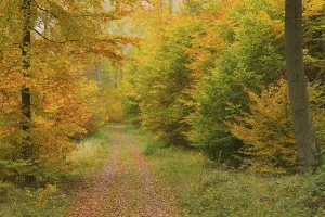 Beech Tree Forest Scenery Prints: Forest path in the beech forest