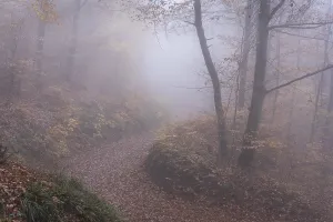 Colourful Autumn Leaves Prints: A forest path in a deciduous forest