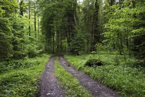Deciduous Forest Path Print, Mondseeland, Austria