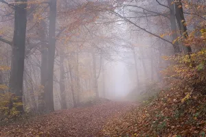 Uninhabited German Woods Prints: A forest path in a deciduous forest