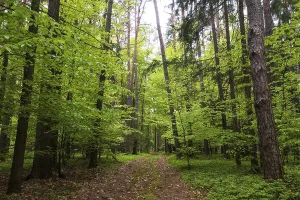 Uninhabited Forest Road Prints: Forest path through a deciduous forest