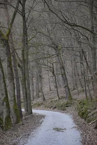 Forest Path Prints: Forest path, forest, path, tree
