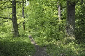 Forest Path Prints: Forest path, path, forest, spring
