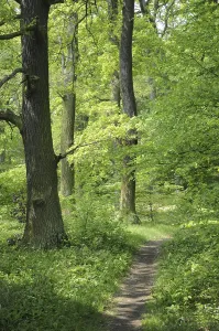 Open Air Landscape Shot Prints: Forest path, path, forest, spring