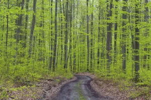 Rainy Forest Landscape Prints: Forest path after rain in spring