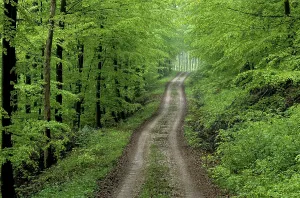 Uninhabited Woods Landscape Prints: Forest path in spring