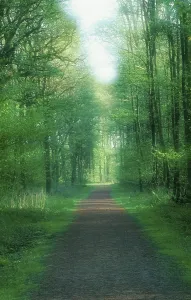 European Forests Prints: Forest path in spring, deciduous forest