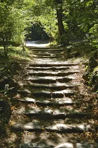 Uninhabited Staircase Prints: Forest path with steps