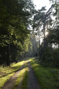 Nature Scenery Photoshoots Prints: Forest path, sun, forest, path