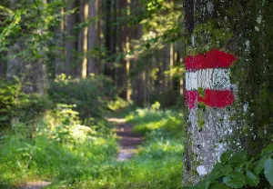 Deserted Forest Road Europe Prints: Forest path with waymarking on a tree