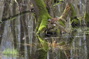 Springtime Nature Shots Prints: Forest in spring