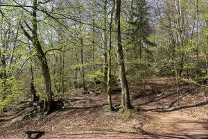 Protected Area Europe Prints: Forest in spring