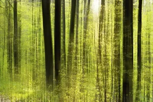Blurred Motion Images Prints: Forest study with multiple exposures