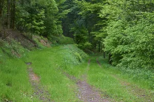 Empty Roads In Europe Prints: Fork in the road, deciduous forest