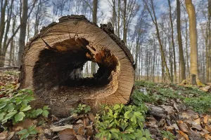 Deserted Forest Evening Scene Prints: Hollow tree trunk in the forest