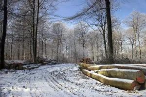 Snowy Hilly Landscape Prints: Logging