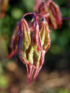 Maple Tree Photography Prints: Maple sprouting