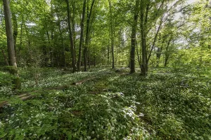 Ramsons In Bloom Prints: Mixed deciduous forest in spring
