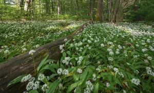 Ramsons In Bloom Prints: Mixed deciduous forest in spring