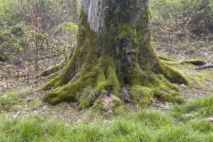 Deciduous Tree Roots Prints: Moss-covered tree root large root of deciduous tree in mixed forest