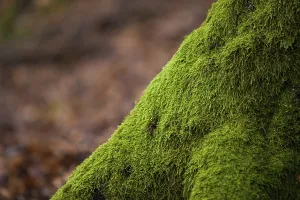 Overgrown With Moss Trees Prints: Mossy tree root