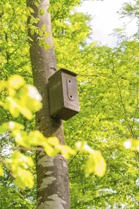 Nesting Box Germany Prints: A nesting box is attached to a leafy tree