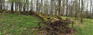 Springtime European Landscape Prints: Panoramic view, beech forest with an overturned tree in spring