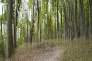 Jasmund National Park UNESCO Prints: Path through the beech forest, blurred