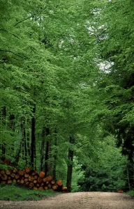 Southern Germany Woods Prints: Path in beech forest in spring