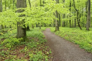 Fagus Sylvatica Spring Prints: Path through copper beech forest