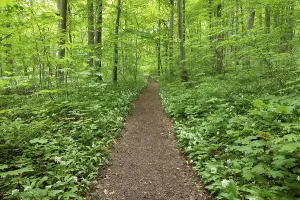 Deciduous Forest Spring Prints: Path through deciduous forest in spring
