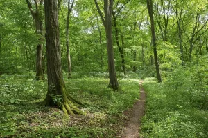 Central European Forest Landscapes Prints: Path through deciduous forest in spring