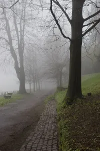 Deserted Nature Trail Prints: Path through forest, mist