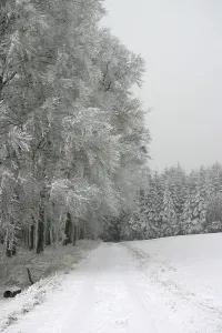 Winter Beech Forest Prints: Path in a snow-covered beech forest