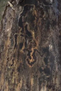 Bark Beetle Damage Prints: Pattern of bark beetle damage on a tree - background