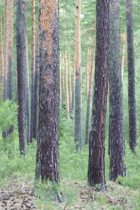 Pine Tree Trunks Prints: Pine forest, pine trunks