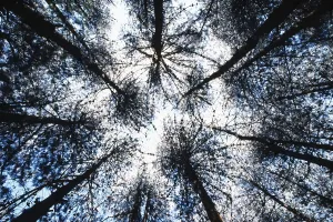 Wooded Countryside View Prints: Pine tree