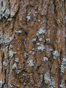Deserted Forest Scenery Prints: Pine tree bark texture background