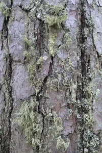 Pine Tree Bark Texture Print Close-Up