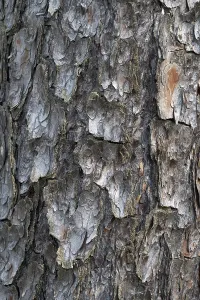 Serene Forest Landscape Photo Prints: Pine tree bark texture background