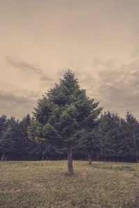 No People Forest Scenery Prints: Pine tree outside the forest in the fall