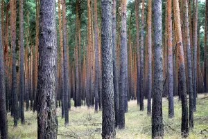Uninhabited Woodland Area Prints: Many pine trees in a wood with parallel pattern